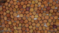 Seed